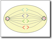 Cell Animation